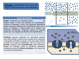 Difusión: movimiento de un área de
mayor a una de menor concentración
Tipos de Difusión
Simple: mecanismo de transporte pasivo, sin consumo de
energía celular. A favor del gradiente de concentración.
Involucra a moléculas e iones. Las sustancias liposolubles
pueden atravesar fácilmente las membranas hasta que el
soluto se equilibre a ambos lados de la bicapa. Las
moléculas hidrofóbicas, moléculas polares de pequeño
tamaño pero no cargadas se difunden mas rápidamente.
Facilitada: Algunas moléculas son demasiado grandes
como para difundir a través de los canales de la membrana
y demasiado insolubles en lípidos como para poder difundir
a través de la capa de fosfolípidos. Tal es el caso de la
glucosa y algunos otros monosacáridos. Esta sustancias,
pueden sin embargo cruzar la membrana plasmática
mediante el proceso de difusión facilitada, con la ayuda de
una proteína transportadora.
 