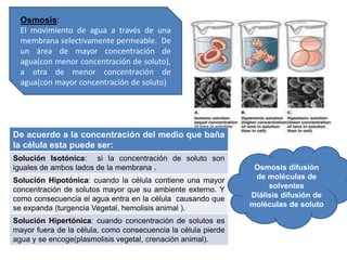 Osmosis:
El movimiento de agua a través de una
membrana selectivamente permeable. De
un área de mayor concentración de
agua(con menor concentración de soluto),
a otra de menor concentración de
agua(con mayor concentración de soluto)
De acuerdo a la concentración del medio que baña
la célula esta puede ser:
Solución Isotónica: si la concentración de soluto son
iguales de ambos lados de la membrana .
Solución Hipotónica: cuando la célula contiene una mayor
concentración de solutos mayor que su ambiente externo. Y
como consecuencia el agua entra en la célula causando que
se expanda (turgencia Vegetal, hemolisis animal ).
Solución Hipertónica: cuando concentración de solutos es
mayor fuera de la célula, como consecuencia la célula pierde
agua y se encoge(plasmolisis vegetal, crenación animal).
Osmosis difusión
de moléculas de
solventes
Diálisis difusión de
moléculas de soluto
 