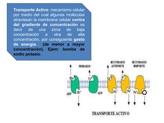 Transporte Activo: mecanismo celular
por medio del cual algunas moléculas
atraviesan la membrana celular contra
del gradiente de concentración es
decir de una zona de baja
concentración a otra de alta
concentración, por consiguiente gasto
de energía. (de menor a mayor
concentración). Ejem: bomba de
sodio potasio.
 