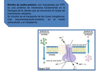 Bomba de sodio-potasio: son impulsadas por ATP,
es una proteína de membrana fundamental en la
fisiología de la células que se encuentra en todas las
membranas celulares.
Su función es el transporte de los iones inorgánicos,
mas importantes(sodio-potasio), en el medio
extracelular y el citoplasma.
 