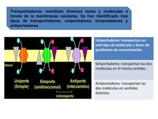 Transportadores: movilizan diversos iones y moléculas a
través de la membranas celulares. Se han identificado tres
tipos de transportadores, uniportadores, simportadores y
antiportadores.
Uniportadores: transportan un
solo tipo de moléculas a favor de
gradientes de concentración.
Simportadores: transportan las dos
moléculas en el mismo sentido.
Antiportadores: transportan las
dos moléculas en sentidos
distintos.
 