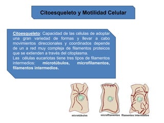 Citoesqueleto y Motilidad Celular
Citoesqueleto: Capacidad de las células de adoptar
una gran variedad de formas y llevar a cabo
movimientos direccionales y coordinados depende
de un a red muy compleja de filamentos proteicos
que se extienden a través del citoplasma.
Las células eucariotas tiene tres tipos de filamentos
intermedios: microtúbulos, microfilamentos,
filamentos intermedios.
 