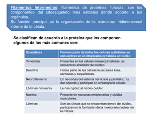 Filamentos Intermedios: filamentos de proteínas fibrosas, son los
componentes del citoesqueleto mas estables dando soporte a los
orgánulos.
Su función principal es la organización de la estructura tridimensional
interne de la célula.
Queratinas Forman parte de todas las células epiteliales se
encuentran en el citoplasma próximas al núcleo
Vimentina Presentes en las células mesenquimatosas, se
encuentran alrededor del núcleo.
Desmina Forma parte de las células musculares lisas,
cardiacas y esqueléticas.
Neurofilamento En neuronas del sistema nerviosos y periférico. Le
dan soporte y participan en el transporte celular.
Láminas nucleares Le dan rigidez al núcleo celular.
Nestina Presente en neuronas embrionarias y células
musculares.
Láminas Son las únicas que se encuentran dentro del núcleo.
participan en la formación de la membrana nuclear en
la mitosis.
Se clasifican de acuerdo a la proteína que los componen
algunos de los más comunes son:
 