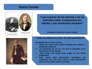 Teoría Celular
“Los cuerpos de las plantas y de los
animales están compuestos por
células y por productos celulares”
Postulado inicial de la teoría celular
“Todas las células proceden de otras preexistente”
Postulados de la Teoría celular
1. Todos los seres vivos están formados por células y
productos celulares.
2. Las funciones de un ser vivo son el resultado de la
interacción de las células.
3. toda célula solo puede tener origen en una célula
progenitora.
4. Toda célula tiene información hereditaria del
organismo del cual forma parte, y esta información
pasa de una célula madre a una hija.
 