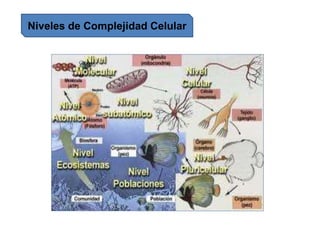 Niveles de Complejidad Celular
 