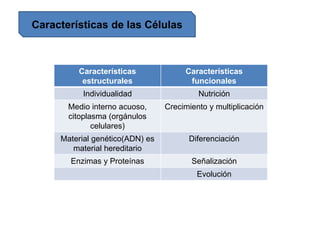 Características de las Células
Características
estructurales
Características
funcionales
Individualidad Nutrición
Medio interno acuoso,
citoplasma (orgánulos
celulares)
Crecimiento y multiplicación
Material genético(ADN) es
material hereditario
Diferenciación
Enzimas y Proteínas Señalización
Evolución
 