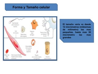 Forma y Tamaño celular
El tamaño varia va desde
12 micrómetros (milésimas
de milímetro) las mas
pequeñas, hasta mas 30
micrómetro las mas
grandes
 