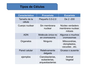 Tipos de Células
Característica Procariota Eucariota
Tamaño de la
célula
Pequeño 0.5-2.0 De 2 -200
Cuerpo nuclear Sin membrana
nuclear
Núcleo verdadero
membrana nuclear.
mitosis
ADN Molécula única no
en cromosoma
Algunos o muchos
cromosomas
Organelos Ninguno Mitocondrias,
cloroplastos,
vacuolas , etc.
Pared celular Relativamente
delgada
Gruesa o ausente
ejemplos Cianobacterias,
eubacterias,
arqueobacterias
Animal
Vegetal
 