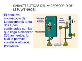 CARACTERÍSTICAS DEL MICROSCOPIO DE
LEEUWENHOEK
•El primitivo
microscopio de
Leeuwenhoek tenía
dos lupas
combinadas con las
que llegó a alcanzar
260 aumentos, lo
cual le permitió
visualizar algunos
protozoos.
 