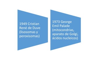 1949 Cristian
René de Duve
(lisosomas y
peroxisomas)
1973 George
Emil Palade
(mitocondrias,
aparato de Golgi,
ácidos nucleicos)
 