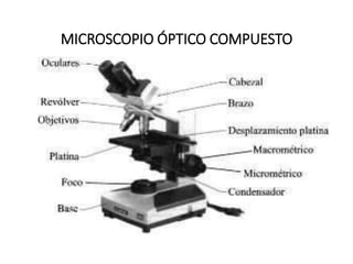 MICROSCOPIO ÓPTICO COMPUESTO
 