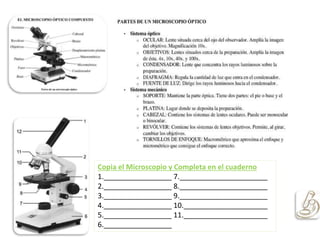 Copia el Microscopio y Completa en el cuaderno
1._________________ 7.______________________
2._________________ 8.______________________
3._________________ 9.______________________
4._________________ 10._____________________
5._________________ 11._____________________
6._________________
 