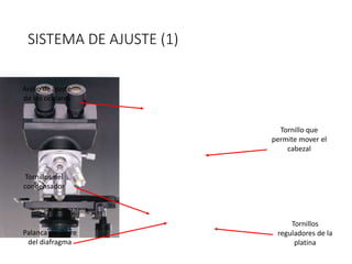 SISTEMA DE AJUSTE (1)
Anillo de ajuste
de los oculares
Tornillo que
permite mover el
cabezal
Tornillos
reguladores de la
platina
Tornillos del
condensador
Palanca de cierre
del diafragma
 