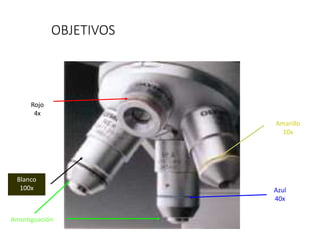 OBJETIVOS
Azul
40x
Amarillo
10x
Rojo
4x
Blanco
100x
Amortiguación
 