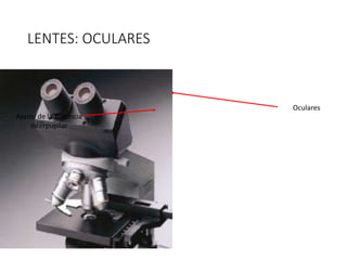 LENTES: OCULARES
Ajuste de la distancia
interpupilar
Oculares
 
