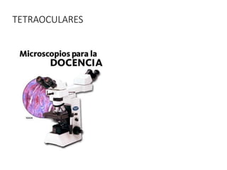TETRAOCULARES
 