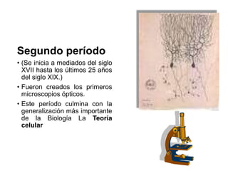 Segundo período
• (Se inicia a mediados del siglo
XVII hasta los últimos 25 años
del siglo XIX.)
• Fueron creados los primeros
microscopios ópticos.
• Este período culmina con la
generalización más importante
de la Biología La Teoría
celular
 