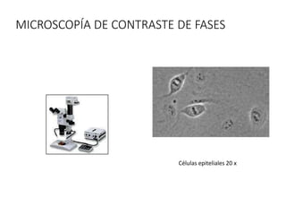 MICROSCOPÍA DE CONTRASTE DE FASES
Células epiteliales 20 x
 