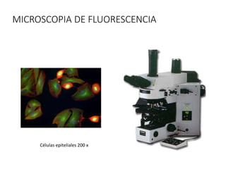 MICROSCOPIA DE FLUORESCENCIA
Células epiteliales 200 x
 