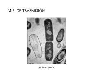 M.E. DE TRASMISIÓN
Bacilos en división
 