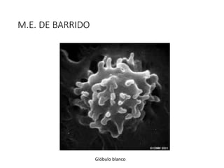 M.E. DE BARRIDO
Glóbulo blanco
 