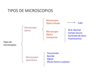 TIPOS DE MICROSCOPIOS
Tipos de
microscopios
Microscopio
óptico
Microscopio
electrónico
Microscopio
Óptico Simple
Microscopio
Óptico
Compuesto
M.O. Normal
Campo oscuro
Contraste de fases
Fluorescencia
Transmisión
Barrido
Digital
Efecto túnel o cuántico
Lupa
 