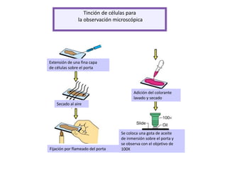 Tinción de células para
la observación microscópica
Extensión de una fina capa
de células sobre el porta
Secado al aire
Fijación por flameado del porta
Adición del colorante
lavado y secado
Se coloca una gota de aceite
de inmersión sobre el porta y
se observa con el objetivo de
100X
 