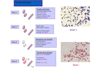 Tinción de Gram
Paso 1
Paso 2
Paso 3
Paso 4
Tinción del frotis
Previamente fijado al calor,
con cristal violeta
Durante 1 minuto.
Todas las células se tiñen
de color azul-violeta.
Añadir Lugol,
dejar actuar 2 minutos
Todas las células siguen
de color azul-violeta.
Decolorar con alcohol
Las células Gram +
siguen de color azul-violeta.
Las Gram negativas
se decoloran.
Tinción de contraste
Con safranina 2 minutos.
Las células G+
se ven azul-violeta.
Las G- rosas o rojas.
Gram +
Gram -
 