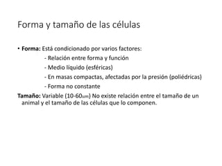 Forma y tamaño de las células
• Forma: Está condicionado por varios factores:
- Relación entre forma y función
- Medio líquido (esféricas)
- En masas compactas, afectadas por la presión (poliédricas)
- Forma no constante
Tamaño: Variable (10-60um) No existe relación entre el tamaño de un
animal y el tamaño de las células que lo componen.
 