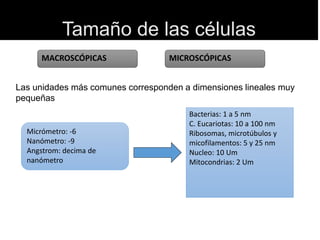 Tamaño de las células
MACROSCÓPICAS MICROSCÓPICAS
Las unidades más comunes corresponden a dimensiones lineales muy
pequeñas
Micrómetro: -6
Nanómetro: -9
Angstrom: decima de
nanómetro
Bacterias: 1 a 5 nm
C. Eucariotas: 10 a 100 nm
Ribosomas, microtúbulos y
micofilamentos: 5 y 25 nm
Nucleo: 10 Um
Mitocondrias: 2 Um
 