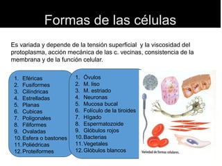 Formas de las células
Es variada y depende de la tensión superficial y la viscosidad del
protoplasma, acción mecánica de las c. vecinas, consistencia de la
membrana y de la función celular.
1. Eféricas
2. Fusiformes
3. Cilíndricas
4. Estrelladas
5. Planas
6. Cubicas
7. Poligonales
8. Filiformes
9. Ovaladas
10.Esfera o bastones
11.Poliédricas
12.Proteiformes
1. Óvulos
2. M. liso
3. M. estriado
4. Neuronas
5. Mucosa bucal
6. Folículo de la tiroides
7. Hígado
8. Espermatozoide
9. Glóbulos rojos
10.Bacterias
11.Vegetales
12.Glóbulos blancos
 