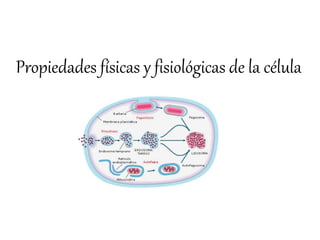 Propiedades físicas y fisiológicas de la célula
 