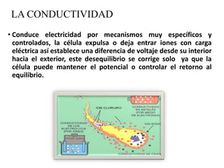 LA CONDUCTIVIDAD
• Conduce electricidad por mecanismos muy específicos y
controlados, la célula expulsa o deja entrar iones con carga
eléctrica así establece una diferencia de voltaje desde su interior
hacia el exterior, este desequilibrio se corrige solo ya que la
célula puede mantener el potencial o controlar el retorno al
equilibrio.
 