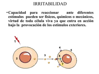IRRITABILIDAD
•Capacidad para reaccionar ante diferentes
estímulos pueden ser físicos, químicos o mecánicos,
virtud de toda célula viva ya que entra en acción
bajo la provocación de los estímulos exteriores.
 