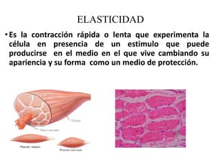 ELASTICIDAD
•Es la contracción rápida o lenta que experimenta la
célula en presencia de un estimulo que puede
producirse en el medio en el que vive cambiando su
apariencia y su forma como un medio de protección.
 