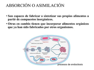 ABSORCIÓN O ASIMILACIÓN
• Son capaces de fabricar o sintetizar sus propios alimentos a
partir de compuestos inorgánicos.
• Otras en cambio tienen que incorporar alimentos orgánicos
que ya han sido fabricados por otros organismos.
procesos de endocitosis
 