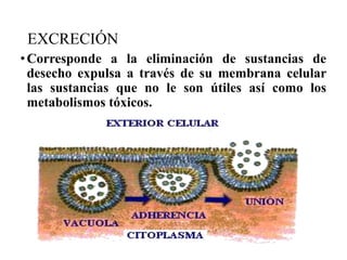 EXCRECIÓN
•Corresponde a la eliminación de sustancias de
desecho expulsa a través de su membrana celular
las sustancias que no le son útiles así como los
metabolismos tóxicos.
 