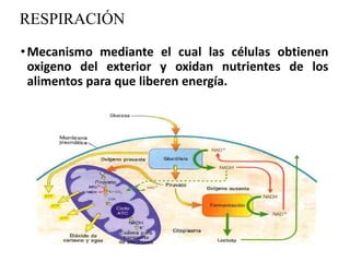 RESPIRACIÓN
•Mecanismo mediante el cual las células obtienen
oxigeno del exterior y oxidan nutrientes de los
alimentos para que liberen energía.
 