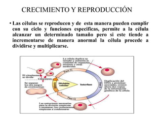 CRECIMIENTO Y REPRODUCCIÓN
• Las células se reproducen y de esta manera pueden cumplir
con su ciclo y funciones especificas, permite a la célula
alcanzar un determinado tamaño pero si este tiende a
incrementarse de manera anormal la célula procede a
dividirse y multiplicarse.
 