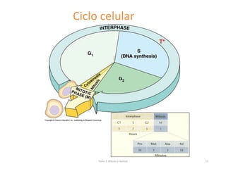 Tema 2: Mitosis y meiosis 72
Ciclo celular
 