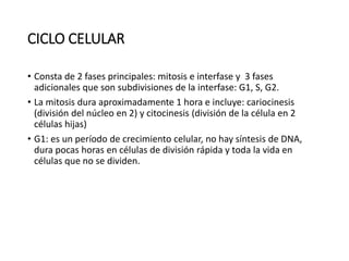 CICLO CELULAR
• Consta de 2 fases principales: mitosis e interfase y 3 fases
adicionales que son subdivisiones de la interfase: G1, S, G2.
• La mitosis dura aproximadamente 1 hora e incluye: cariocinesis
(división del núcleo en 2) y citocinesis (división de la célula en 2
células hijas)
• G1: es un período de crecimiento celular, no hay síntesis de DNA,
dura pocas horas en células de división rápida y toda la vida en
células que no se dividen.
 