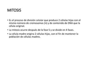MITOSIS
• Es el proceso de división celular que produce 2 células hijas con el
mismo número de cromosomas (n) y de contenido de DNA que la
célula original.
• La mitosis ocurre después de la fase S y se divide en 4 fases.
• La célula madre origina 2 células hijas, con el fin de mantener la
población de células madres.
 