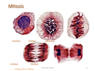 Tema 2: Mitosis y meiosis 76
Mitosis
Etapas de la mitosis
Interfase Profase Metafase
Anafase Telofase
 