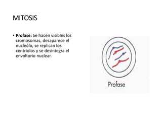 MITOSIS
• Profase: Se hacen visibles los
cromosomas, desaparece el
nucleólo, se replican los
centriolos y se desintegra el
envoltorio nuclear.
 