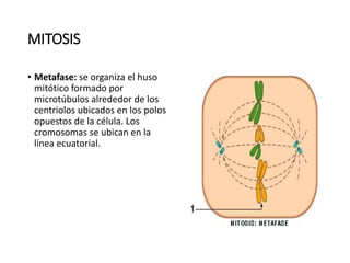 MITOSIS
• Metafase: se organiza el huso
mitótico formado por
microtúbulos alrededor de los
centriolos ubicados en los polos
opuestos de la célula. Los
cromosomas se ubican en la
línea ecuatorial.
 
