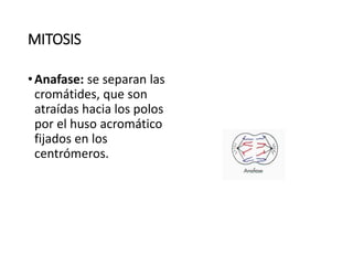 MITOSIS
•Anafase: se separan las
cromátides, que son
atraídas hacia los polos
por el huso acromático
fijados en los
centrómeros.
 