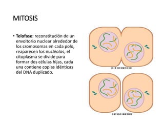 MITOSIS
• Telofase: reconstitución de un
envoltorio nuclear alrededor de
los cromosomas en cada polo,
reaparecen los nucléolos, el
citoplasma se divide para
formar dos células hijas, cada
una contiene copias idénticas
del DNA duplicado.
 