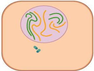 Generalidades de la Histologia (COMPLETO).pptx