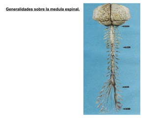 Generalidades sobre la medula espinal. 