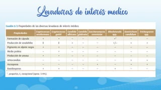 Levaduras de interés medico
 